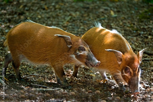 Red River Hog or Bush Pig, potamochoerus porcus, Adults photo