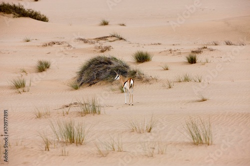Springbok  antidorcas marsupialis  Adult walking on Sand  Namib Desert in Namibia