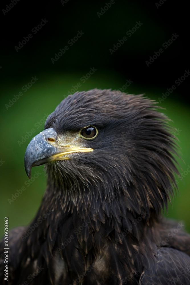 Bald Eagle, haliaeetus leucocephalus, Portrait of Immature Bald Eagle, haliaeetus leucocephalus, Portrait of Immature