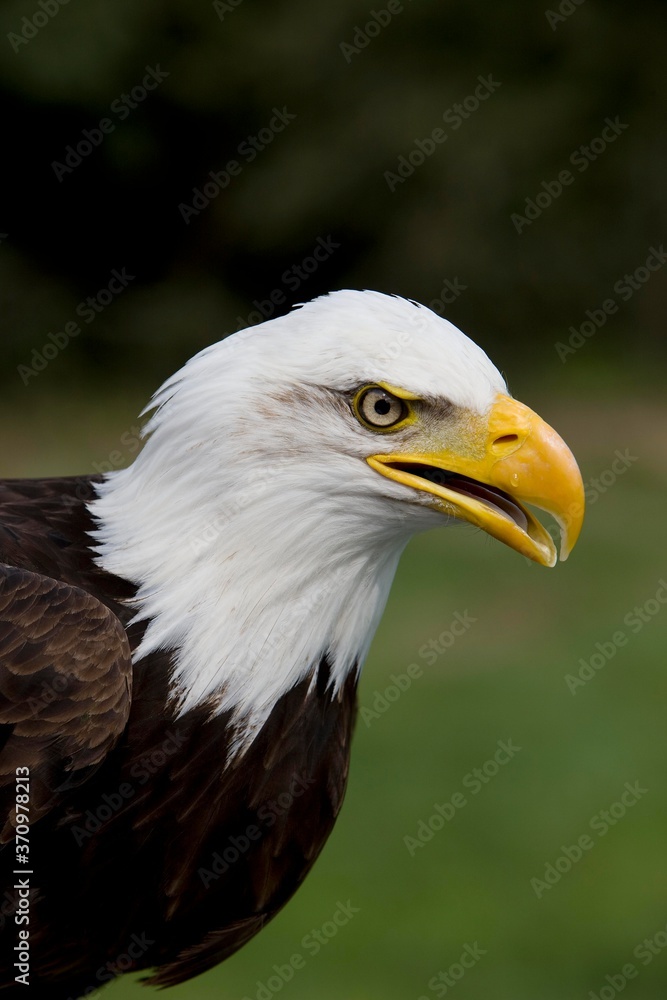 Bald Eagle, haliaeetus leucocephalus, Portrait of Adult Bald Eagle, haliaeetus leucocephalus, Portrait of Adult