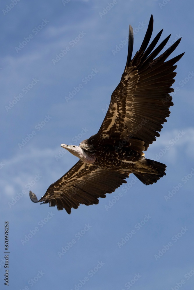 Ruppell's Vulture, gyps rueppellii, Adult in Flight against Blue Sky, Masai Mara Park in Kenya Ruppell's Vulture, gyps rueppellii, Adult in Flight against Blue Sky, Masai Mara Park in Kenya