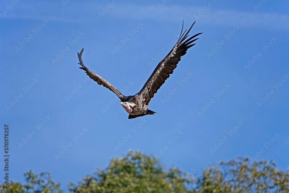Ruppell's Vulture, gyps rueppellii, Adult in Flight against Blue Sky, Masai Mara Park in Kenya Ruppell's Vulture, gyps rueppellii, Adult in Flight against Blue Sky, Masai Mara Park in Kenya