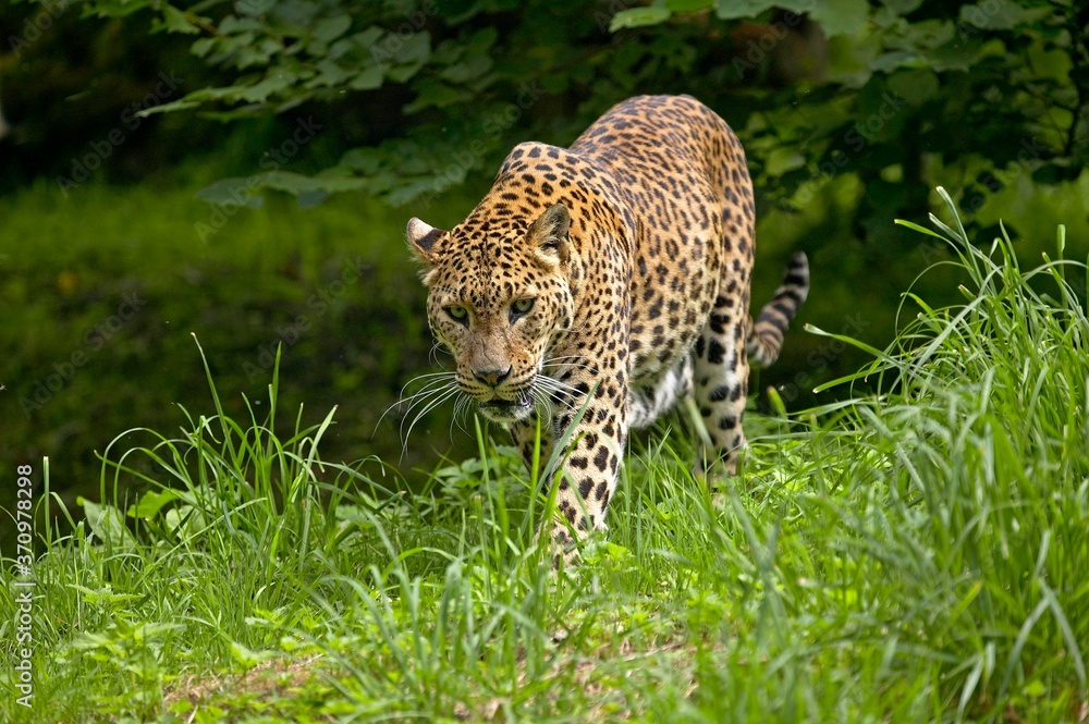 Obraz premium Sri Lankan Leopard, panthera pardus kotiya, Adult walking on Grass