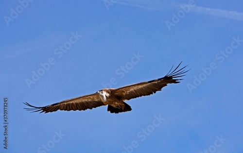 Griffon Vulture  gyps fulvus  Adult in Flight against Blue Sky
