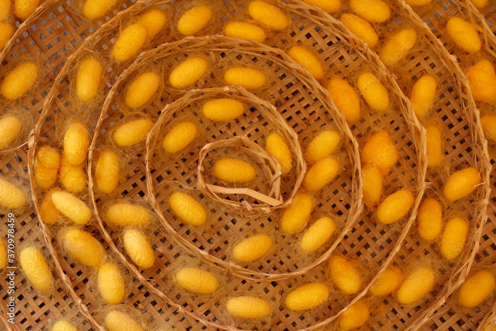 Silkworm life cycle Stock Photo | Adobe Stock