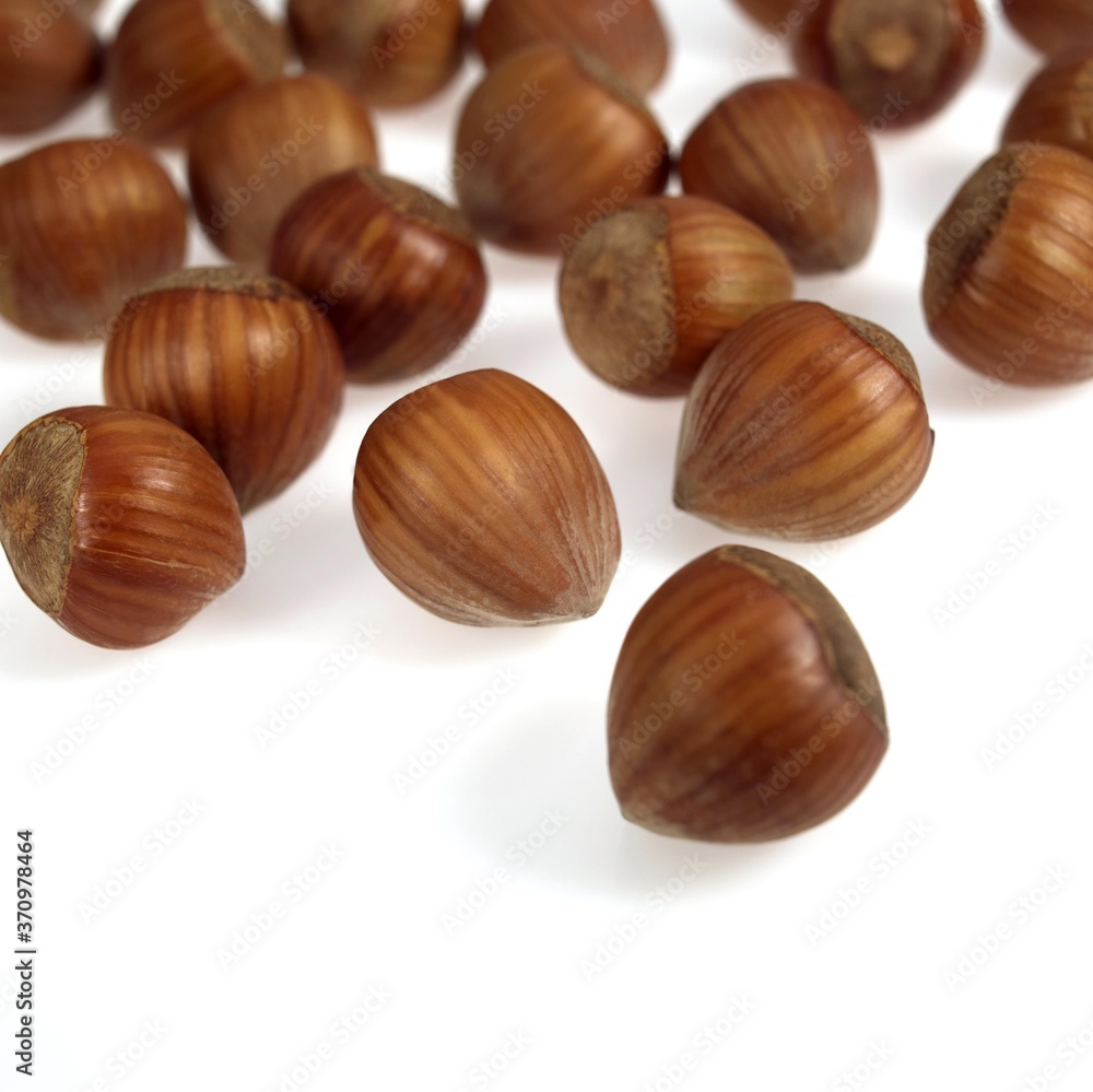 Hazelnuts, corylus avellana, Fruist against White Background Hazelnuts, corylus avellana, Fruist against White Background