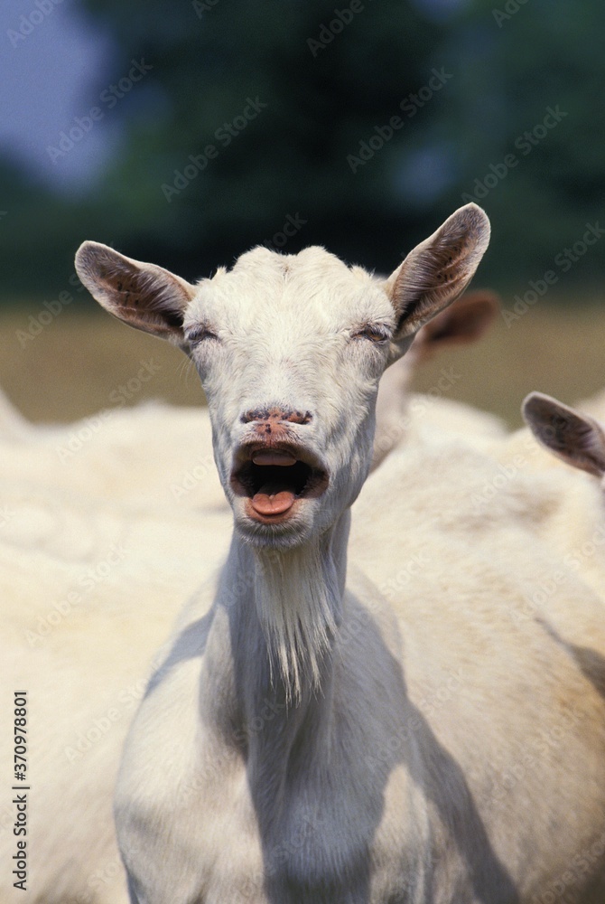 Obraz premium Saanen Goat, Female Bleating