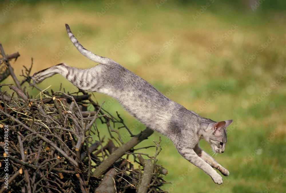 Oriental Domestic Cat, Adult jumping