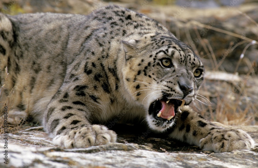 Snow Leopard or Ounce, uncia uncia, Adult snarling, in Defensive Posture Snow Leopard or Ounce, uncia uncia, Adult snarling, in Defensive Posture