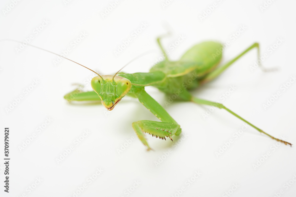 young green praying mantis on a white background looking at the camera young green praying mantis on a white background looking at the camera