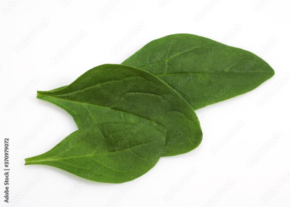 Salad of Spinach Shoot, spinacia oleracea, Leaves against White Background Salad of Spinach Shoot, spinacia oleracea, Leaves against White Background