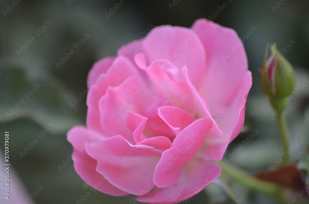 the light pink rose flower the light pink rose flower