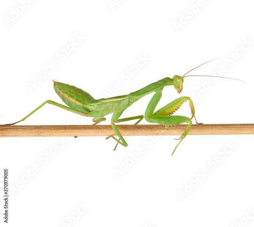 green young mantis sitting on a wooden stick, insect isolated on white background © nndanko