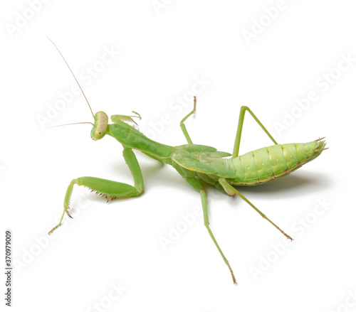 green young mantis sitting on a white background