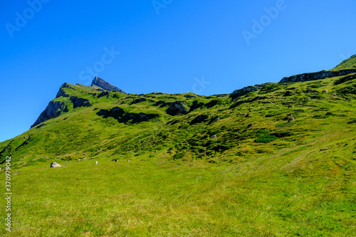 Mucche al pascolo sui pendii verso il Piz Uccello, Alpi Lepontine Svizzere. Sullo sfondo la vetta