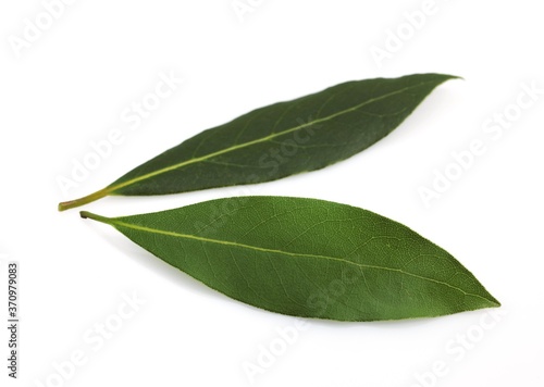 Sweet Bay or Bay Laurel, laurus nobilis, Leaves against White Background
