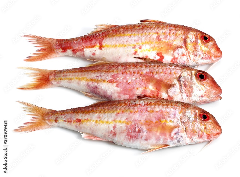 Gurnard, mullus surmuletus, Fresh Fishes against White Background Gurnard, mullus surmuletus, Fresh Fishes against White Background