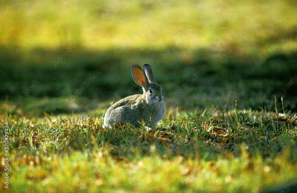Desert Cottontail Rabbit or Audubon's Cottontail, sylvilagus audubonii Desert Cottontail Rabbit or Audubon's Cottontail, sylvilagus audubonii