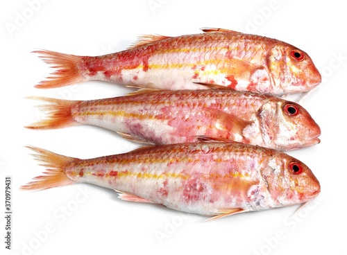 Gurnard, mullus surmuletus, Fresh Fishes against White Background