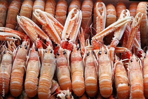 Canvas Print Dublin Bay Prawns or Norway Lobsters or Scampi, nephrops norvegicus at Fishmonge