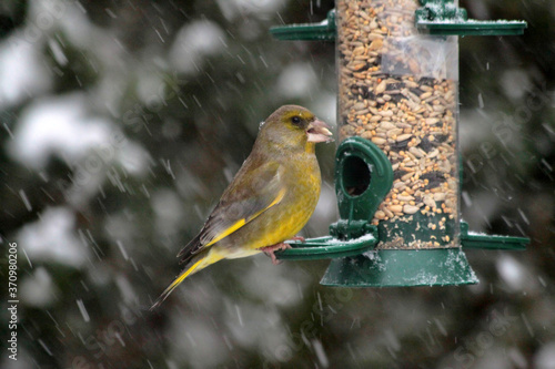 Male European green finch (Chloris chloris) sits on a silo bird feeder in a snow storm.