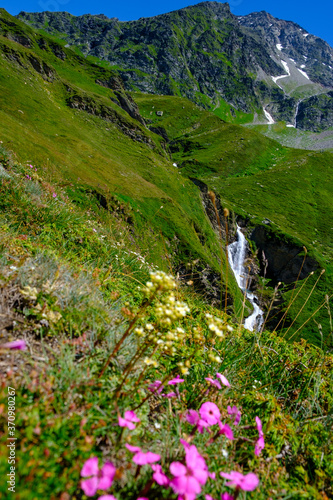 Fiori e cascata sulle montagne di San Bernardino, Alpi Lepontine, Svizzera