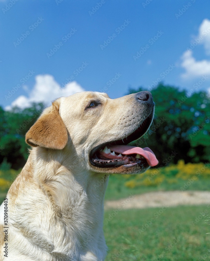Yellow Labrador Retriever, Adult with Tongue out