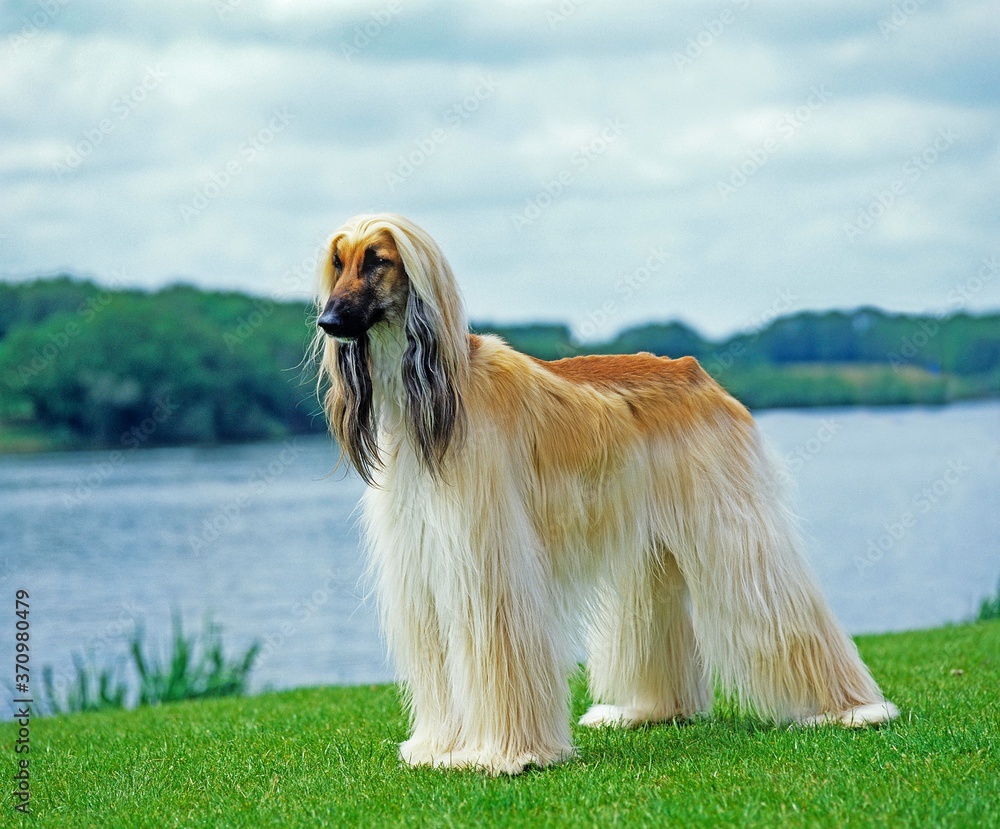 Afghan Hound, Adult standing near Lake Afghan Hound, Adult standing near Lake