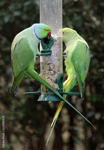  A male and female rose-ringed parakeet (Psittacula krameri) sit on a silo bird feeder filled with peeled sunflower seeds. photo