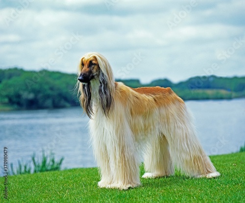 Fotografie Afghan Hound, Adult standing near Lake