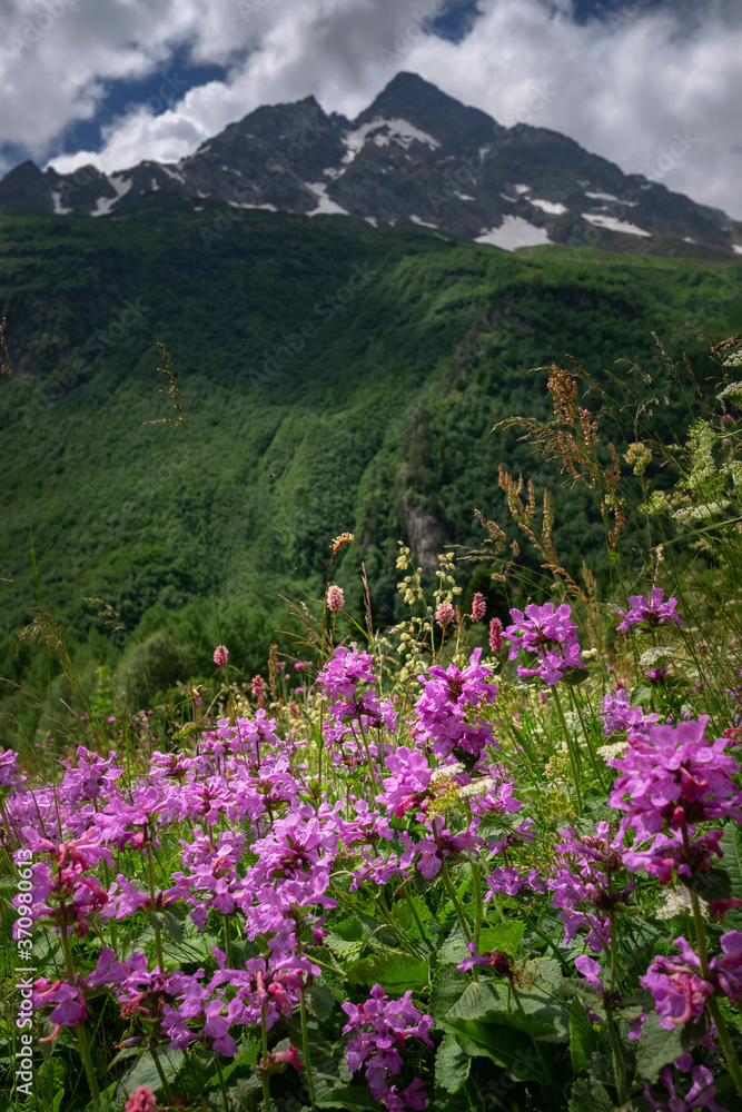 Fototapeta premium Field with flowering plants, herbs and flowers on Dombai