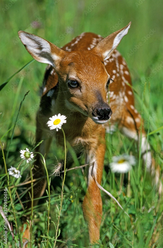 White Tailed Deer, odocoileus virginianus, Fawn with Flowers