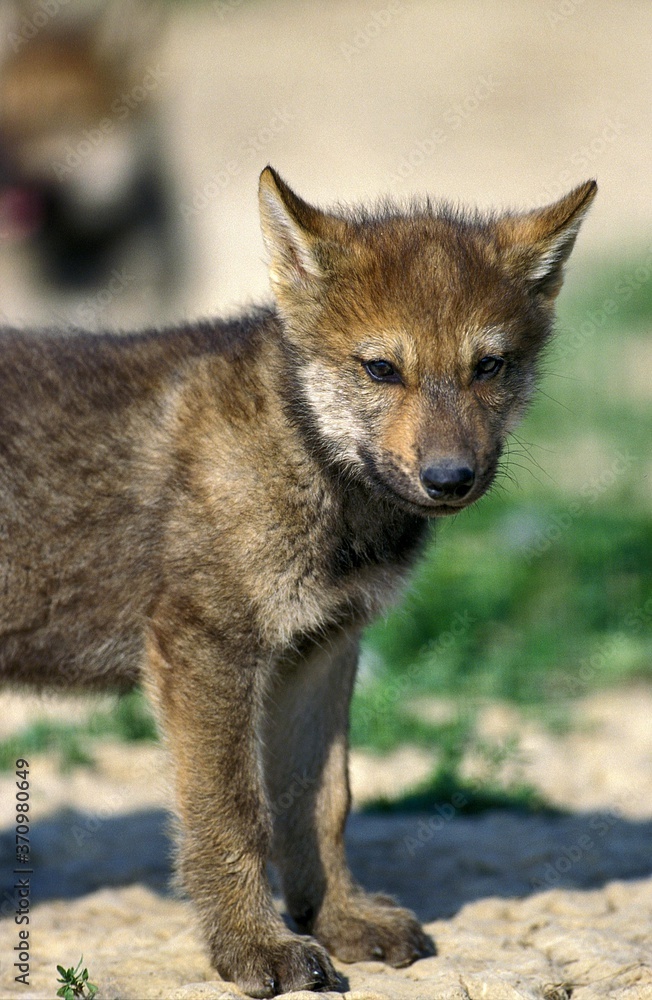 European Wolf, canis lupus, Pup