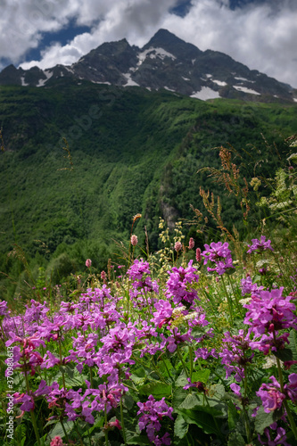 Field with flowering plants, herbs and flowers on Dombai