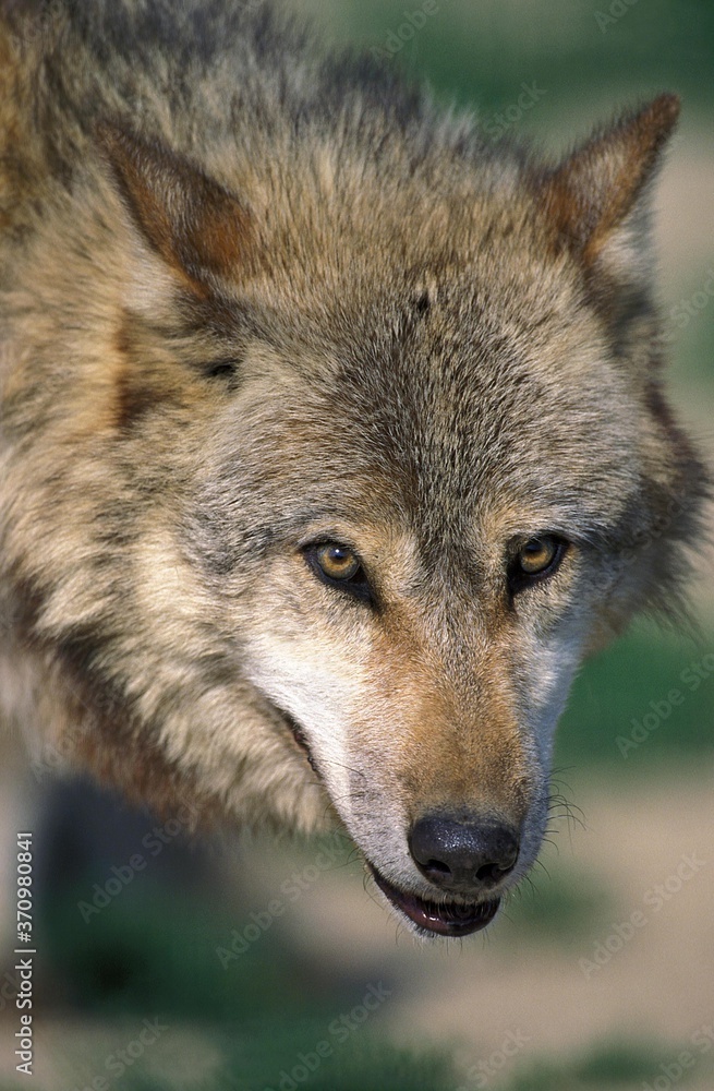 European Wolf, canis lupus, Portrait of Adult European Wolf, canis lupus, Portrait of Adult
