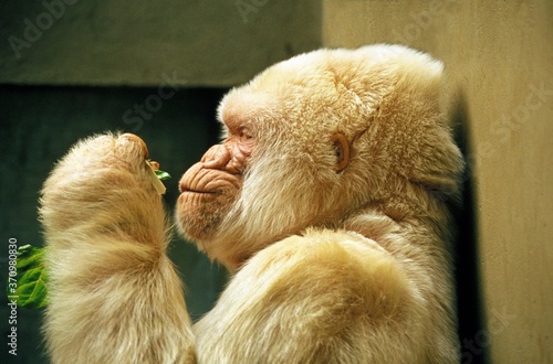 Slika na platnu White Gorilla, gorilla gorilla, Male at Barcelona Zoo called Snowflake or Copito