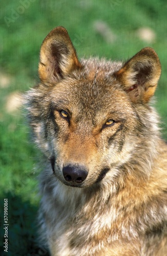 European Wolf  canis lupus  Portrait of Adult
