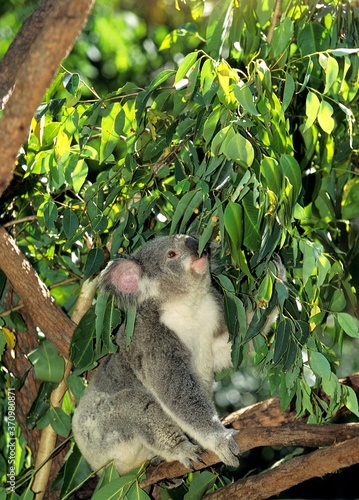 Fototapeta Naklejka Na Ścianę i Meble -  Koala, phascolarctos cinereus, Adult sitting on Branch, Australia