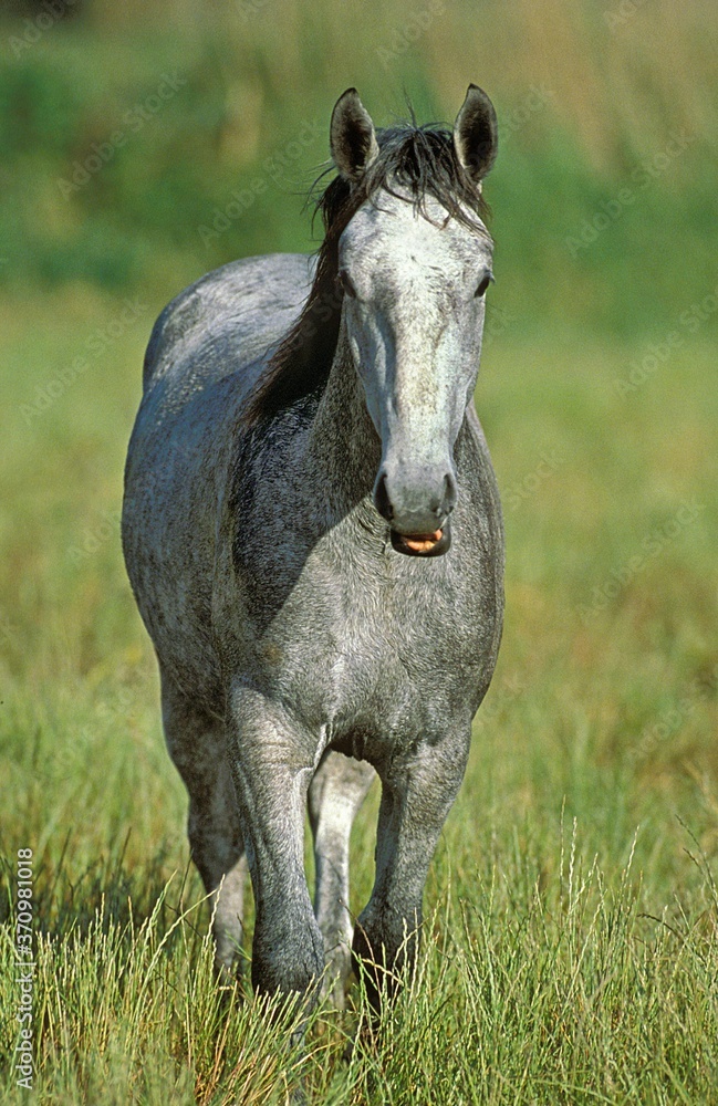 Lipizzan Horse standing in Long Grass Lipizzan Horse standing in Long Grass