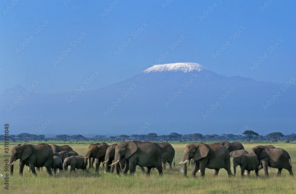 Fototapeta premium African Elephant, loxodonta africana, Herd near Kilimandjaro Mountain, Tanzania