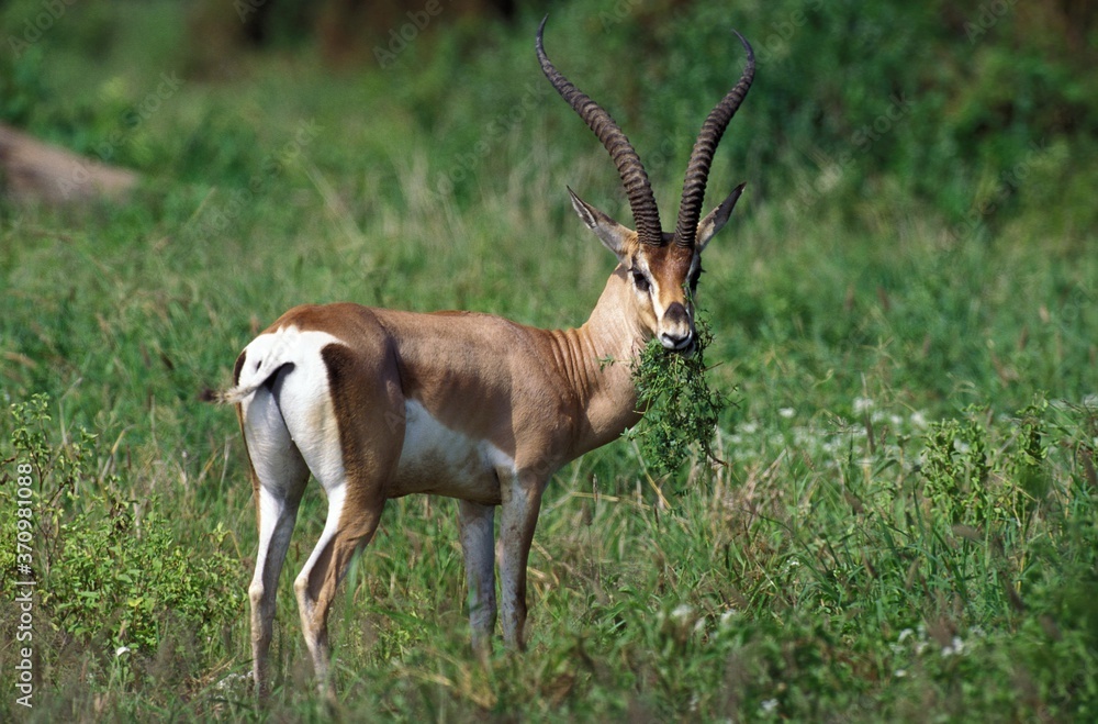 Grant's Gazelle, gazella granti, Male eating Grass, Kenya Grant's Gazelle, gazella granti, Male eating Grass, Kenya
