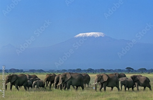 African Elephant, loxodonta africana, Herd near Kilimandjaro Mountain, Tanzania © slowmotiongli