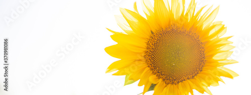 sunflower  flower  yellow  nature  bright  field  summer  agriculture  sky  plant  green  sun  leaf  blue  petal  white  isolated  sunflowers  blossom  color  sunny  beauty  beautiful  bloom  floral  