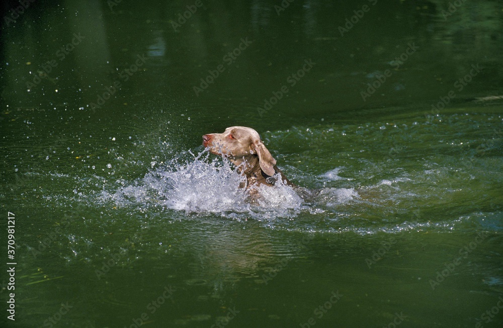 Obraz premium Weimar Pointer Dog, Adult playing in Water