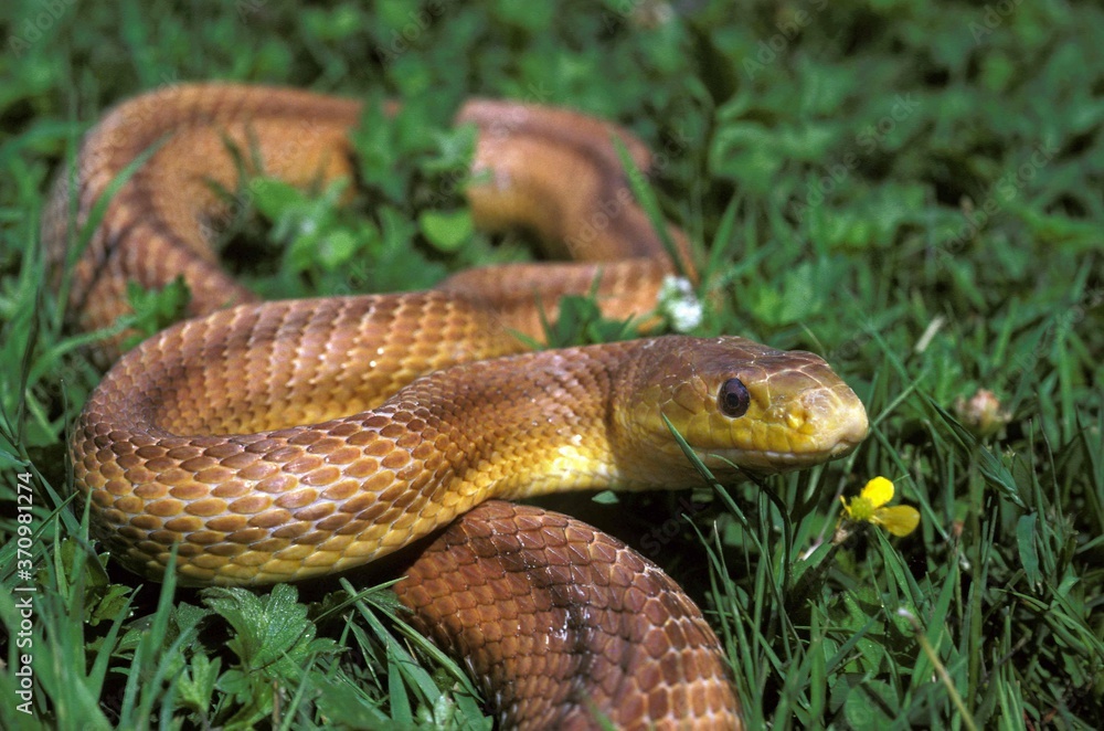 Four-Lined Snake, elaphe quatuorlineata Four-Lined Snake, elaphe quatuorlineata