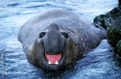 Southern Elephant Seal, mirounga leonina, Male calling, Antarctica