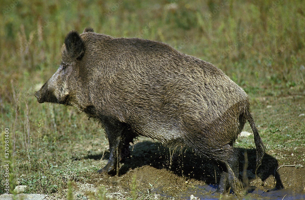Wild Boar, sus scrofa, Adult emerging from Water Hole Wild Boar, sus scrofa, Adult emerging from Water Hole