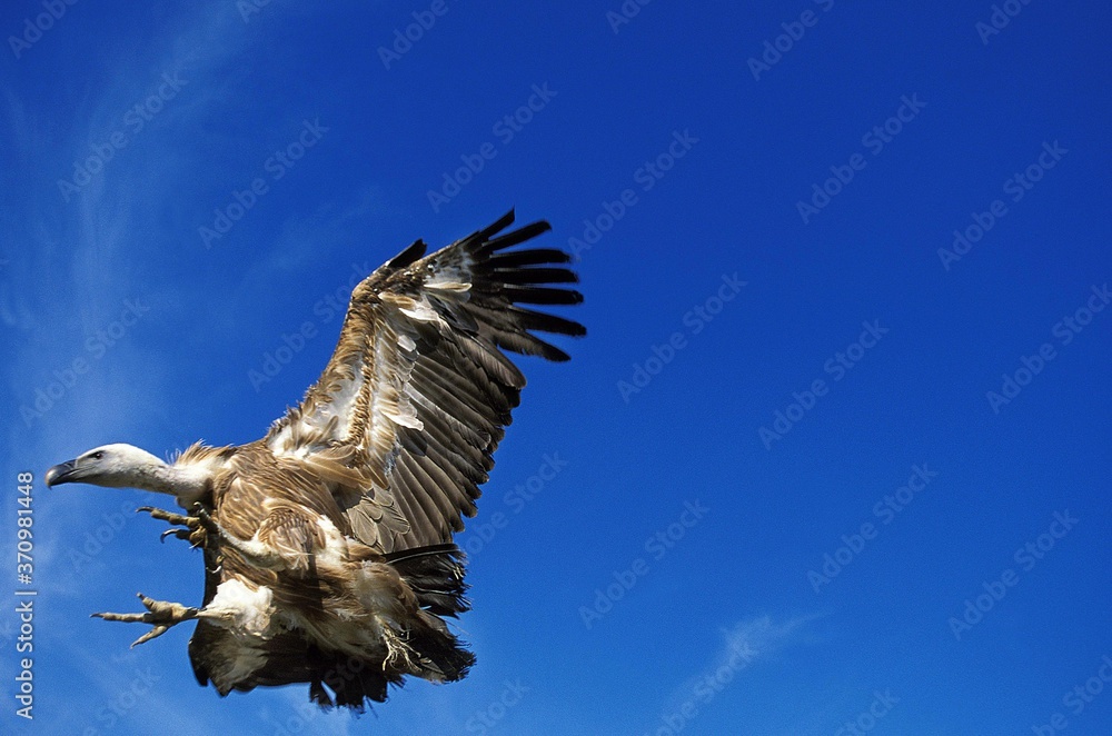 Obraz premium Griffon Vulture, gyps fulvus, Adult in Flight