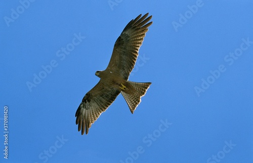 Black Kite  milvus migrans  Adult in flight against Blue Sky  Tanzanie