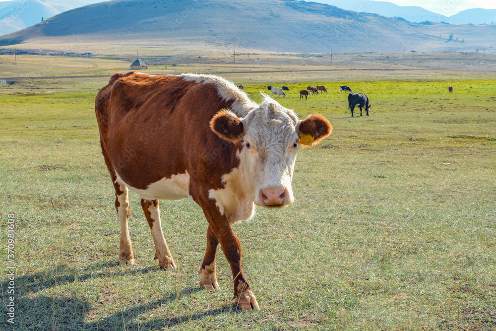 cow on a mountain pasture on a mountain background cow on a mountain pasture on a mountain background